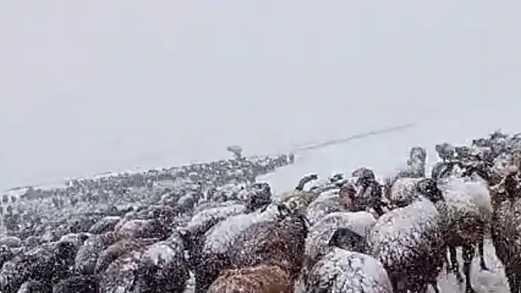 Ağrı'da besiciler kar yağışına hazırlıksız yakalandı