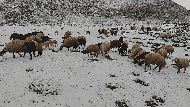 Mayıs ayında yağan kar besicileri mağdur etti