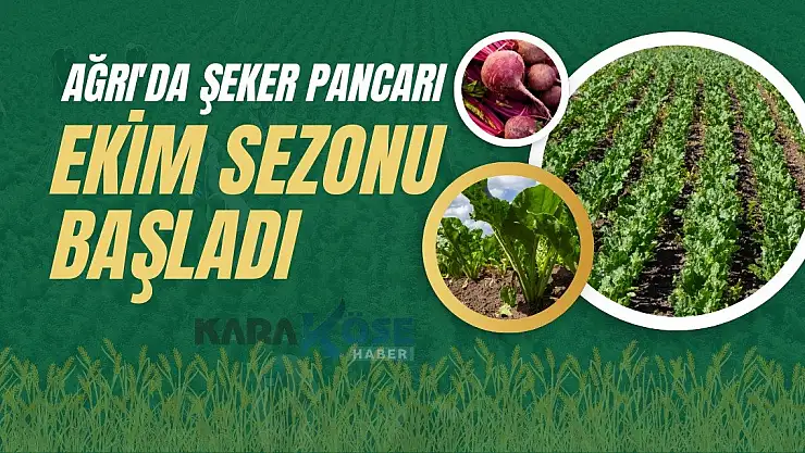Ağrı'da şeker pancarı ekimi