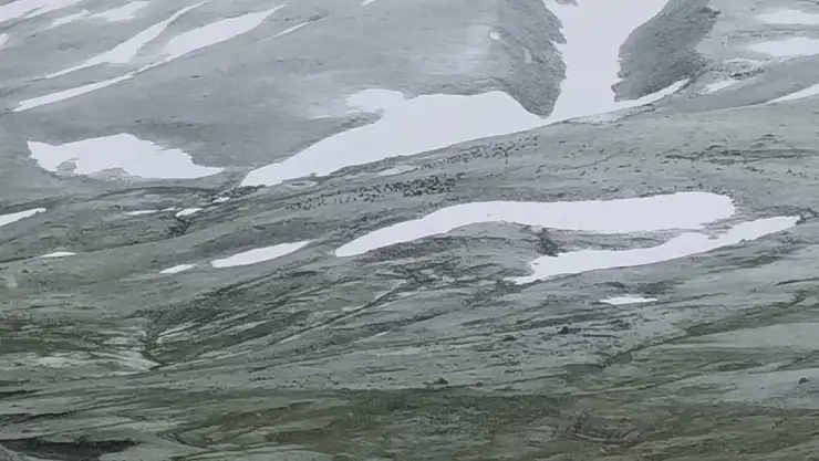 Kar yağışına rağmen hayvanlar merada kaldı