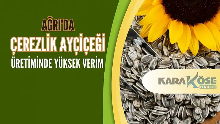 Ağrı'da Çerezlik Ayçiçeği Üretiminde Yüksek Verim