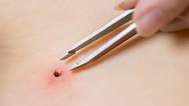 Kenelere dikkat: 200 civarında hastalığın taşıyıcısı olabiliyor