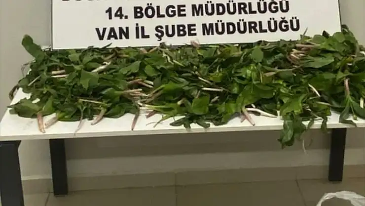 Van'da dev soğan bitkileriyle yakalanan 6 kişiye ceza yağdı
