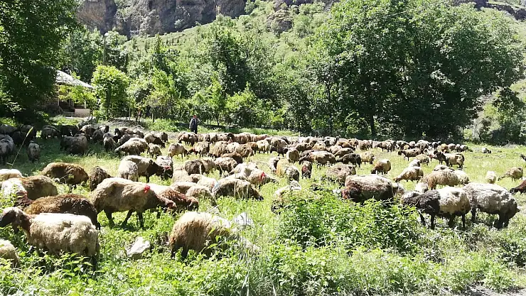 Tır devrildi, onlarca koyun telef oldu