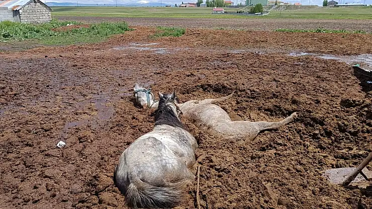 Ağrı'da Mayısa batan Atları itfaiye ekipleri kurtardı
