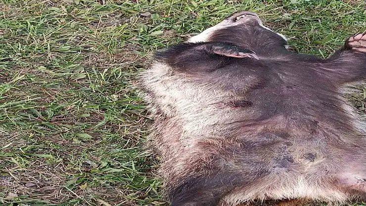 Nesli tükenmekte olan porsuğa araba çarptı