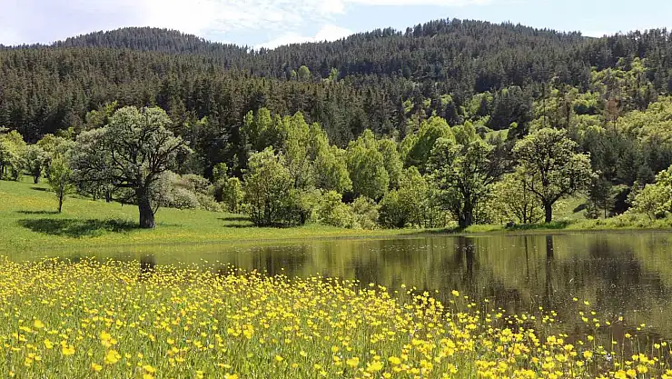 Erzurum'un yaylalarına bahar geldi