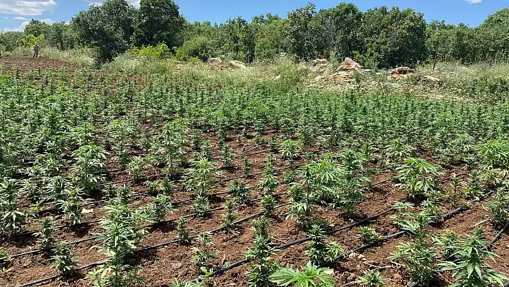 Diyarbakır'da binlerce kök kenevir ele geçirildi