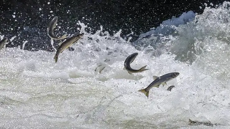 Van'da kaçak avlanmış 10 ton 250 kilogram inci kefali ele geçirildi