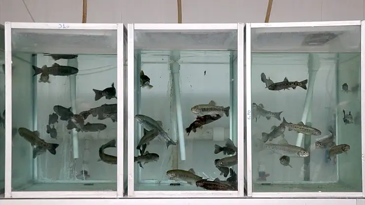 Erzurum'da yapılan araştırmalarda balık beyninde mikroplastik parçacıklar belirlendi