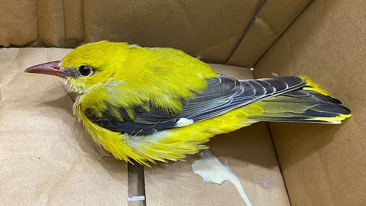 Erzurum'da bitkin bulunan sarıasma tedavi edildi