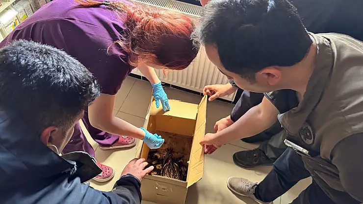 Kars'ta atletizm sahasında dünyaya gelen ördekler doğaya bırakıldı
