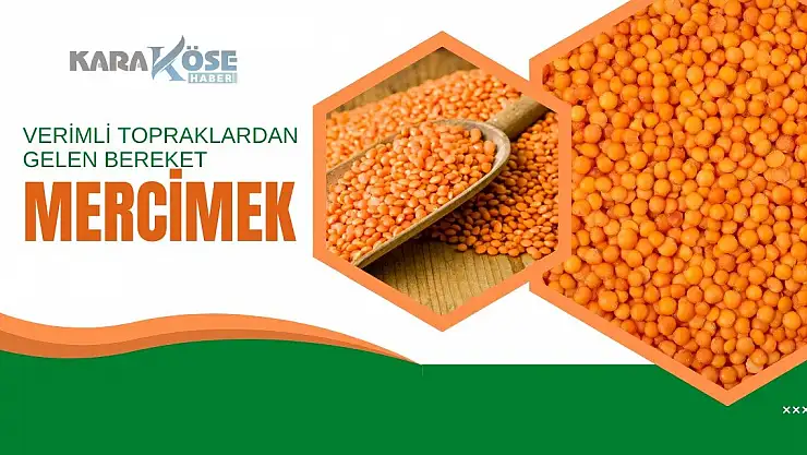 Ağrı'da Verimli Topraklardan Gelen Bereket: Mercimek