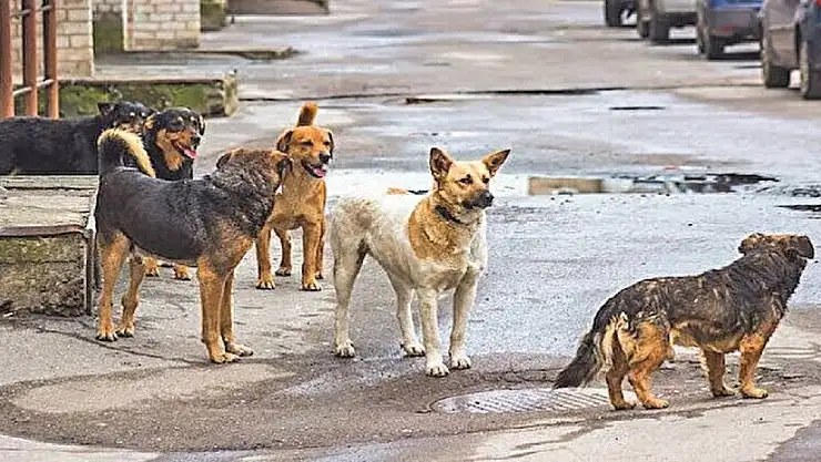 Başıboş köpek düzenlemesinin detayları belli oldu