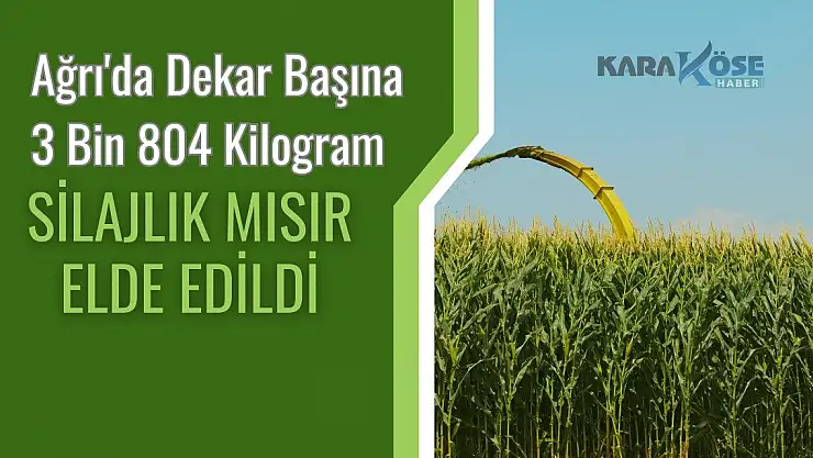 Ağrı'da Dekar Başına 3 Bin 804 Kilogram Silajlık Mısır Elde Edildi