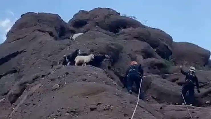 Bitlis'te kayalıkta mahsur kalan yavru oğlaklar kurtarıldı
