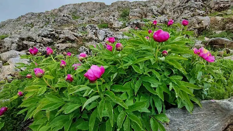 Bitlis'te şakayıklar çiçek açtı