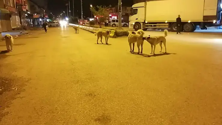 Sokak Köpekleri Ağrı'da tehlike saçıyor
