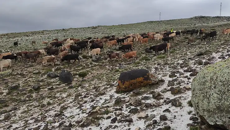 Merada Otlayan Hayvanlar Doluya Yakalandı