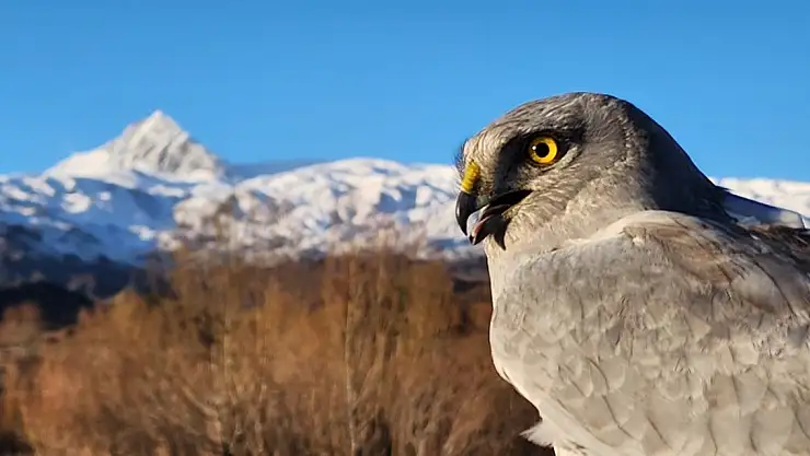 Ağrı-Iğdır hattında 44 günde 766 kilometre uçtu