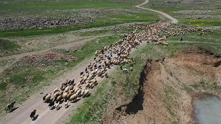 Ağrı Sinek Yaylası'nda yaşam yeniden canlandı