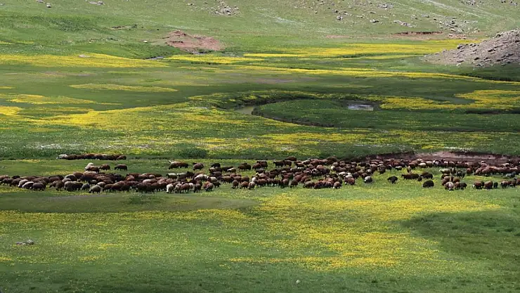Ağrı'daki menderesler bahar çiçeklerine büründü