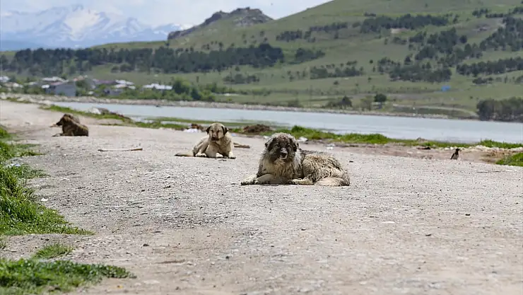 Van'da köpek saldırısında ölen çocuğun ailesi yasal düzenleme istiyor