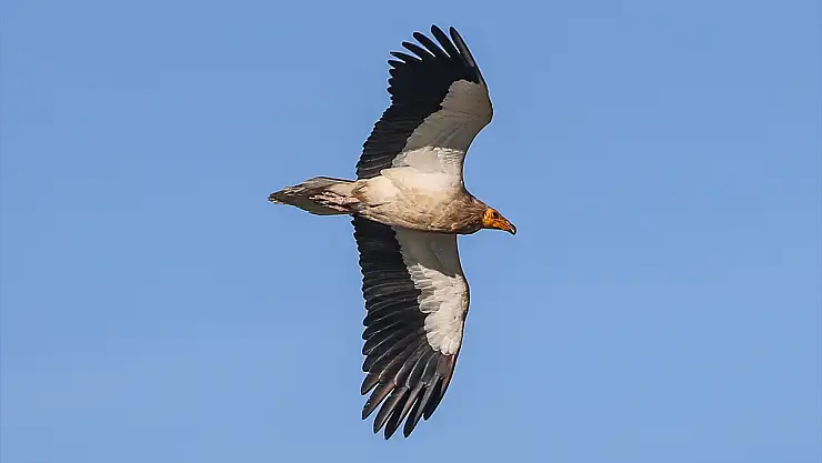 Iğdır'da nesli tehlike altında olan küçük akbabalar görüldü