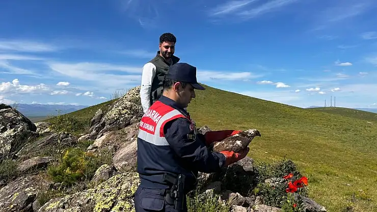 Ağrı'da tedavi edilen Şahin Kuşu Doğaya geri bırakıldı