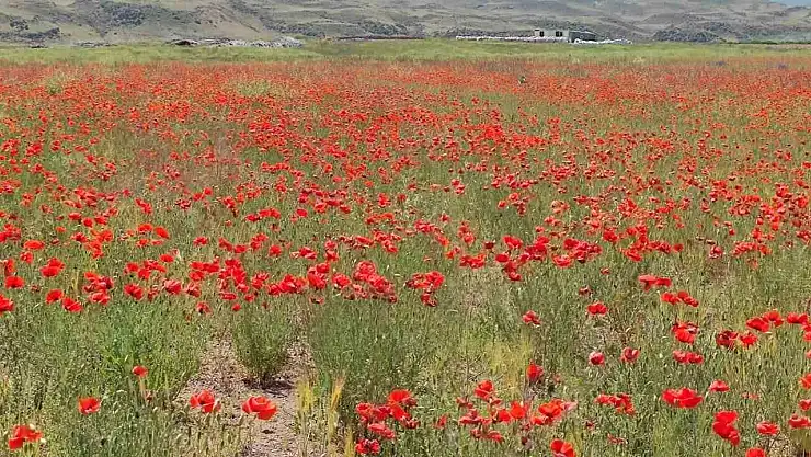 Bitlis'i gelincik çiçekleri süsledi
