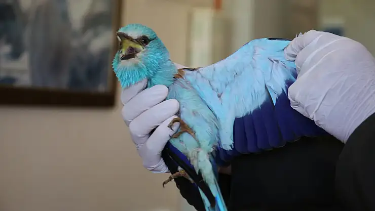 Muş'ta bitkin bulunan Hint gökkuzgunu tedaviye alındı