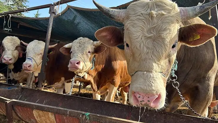 Ağrı'dan giden 'Baron' 215 bin TL satıldı