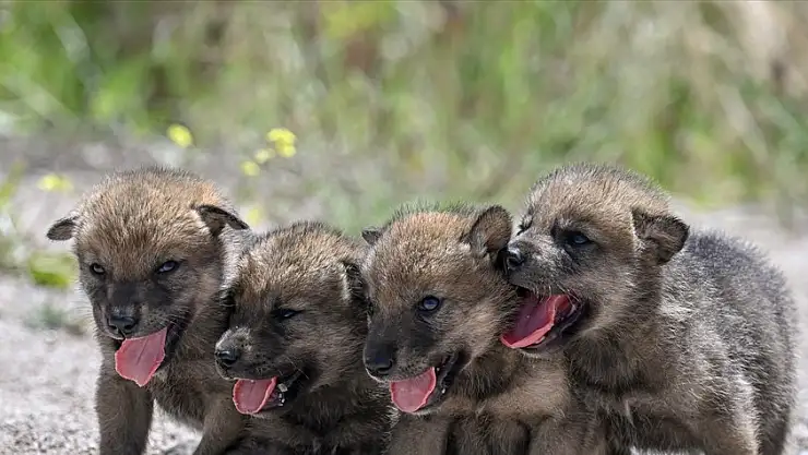 Van'da anneleri ölen kurt yavruları biberonla besleniyor