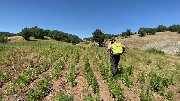 Diyarbakır'da milyonlarca kenevir bitkisi ele geçirildi