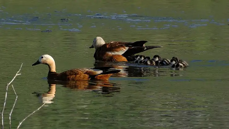 Angıtlar yavrularını Kars Barajı'nda büyütüyor