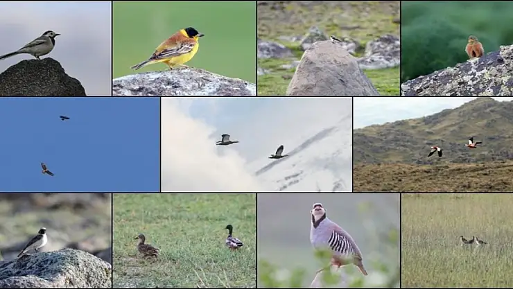 Iğdır'ın dağlık bölgelerinde 110'dan fazla kuş türü yaşıyor