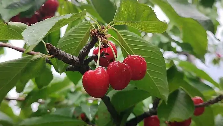 Erzurum'da kiraz mevsimi