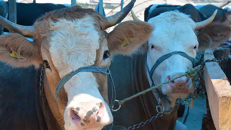 Şap hastalığında aşı tedavisi vaka sayısını düşürdü