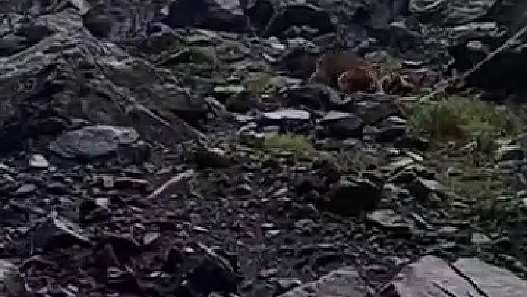 Erzurum'da ayı, motosikletli vatandaşları kovaladı