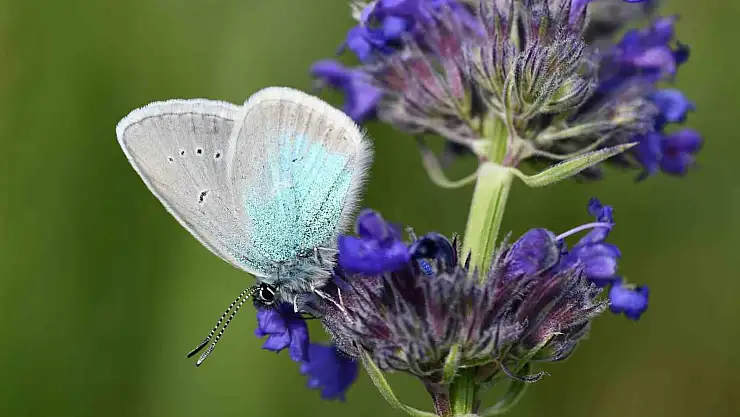 Bitlis'in zirvesinde endemik kelebek görüntülendi