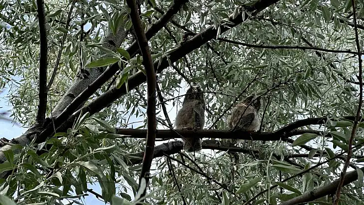 Bitlis'te kargaların saldırısına maruz kalan yavru baykuş kurtarıldı