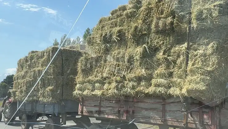 Iğdır'da ot yüklü traktör trafiği tehlikeye attı
