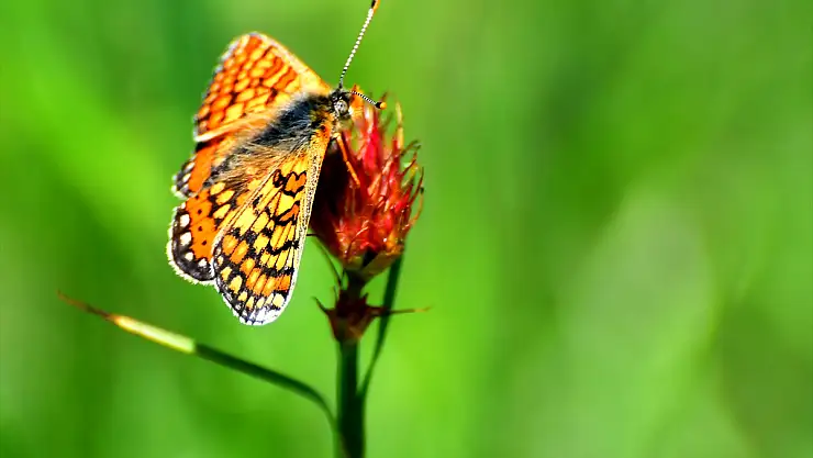 Çiçeklere konan rengarenk kelebekler Kars'ı süslüyor