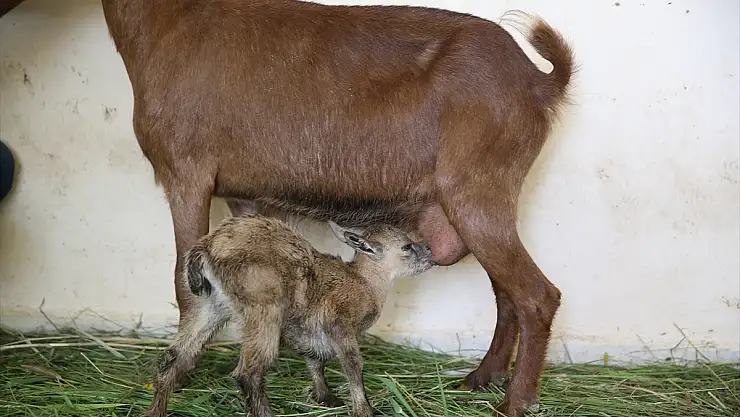 Bitkin bulunan 2 yaban keçisi yavrusu Van'da hayata tutundu