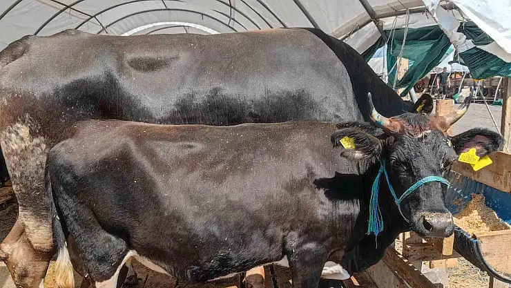 Kurban Bayramı'nda 'kene' riskine dikkat