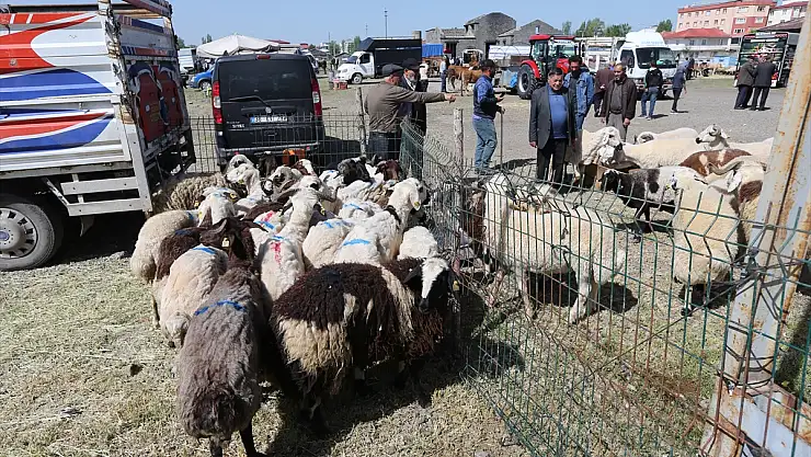 Kars, Ardahan ve Ağrı'daki kurban pazarları hareketlendi