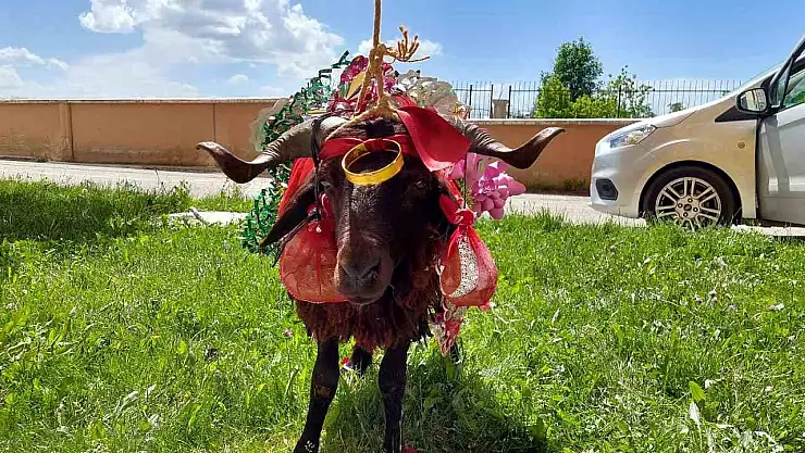 Erzurum'da kurbanlık koçlar gelinler için süslendi