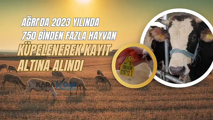 Ağrı'da 750 Binden Fazla Hayvan Küpelenerek Kayıt Altına Alındı