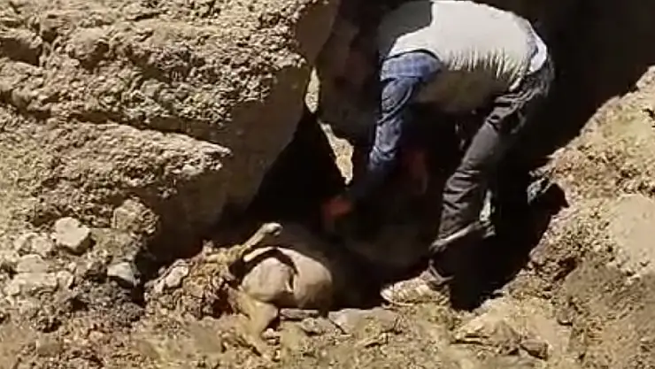 Başkale'de uçuruma atlayan 28 koyun telef oldu