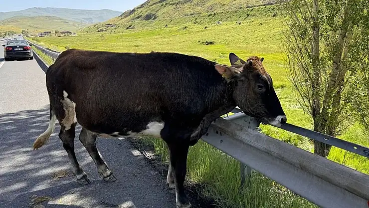 Erzurum'da kaçıp kara yolunda tehlike oluşturan kurbanlığı sürücüler yakaladı